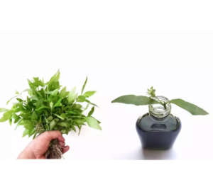 Effective Solution for Regrow Hair