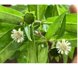 Immune-Boosting Properties of Bhringraj