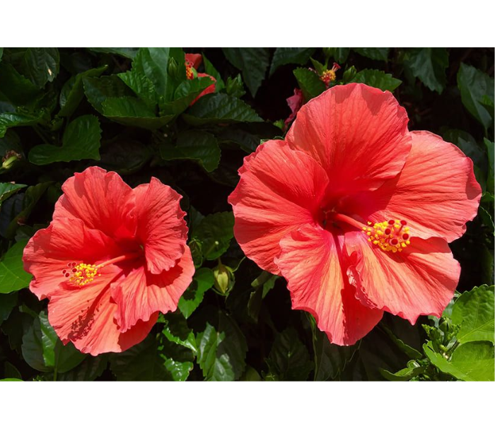 Hibiscus Flower for Hair