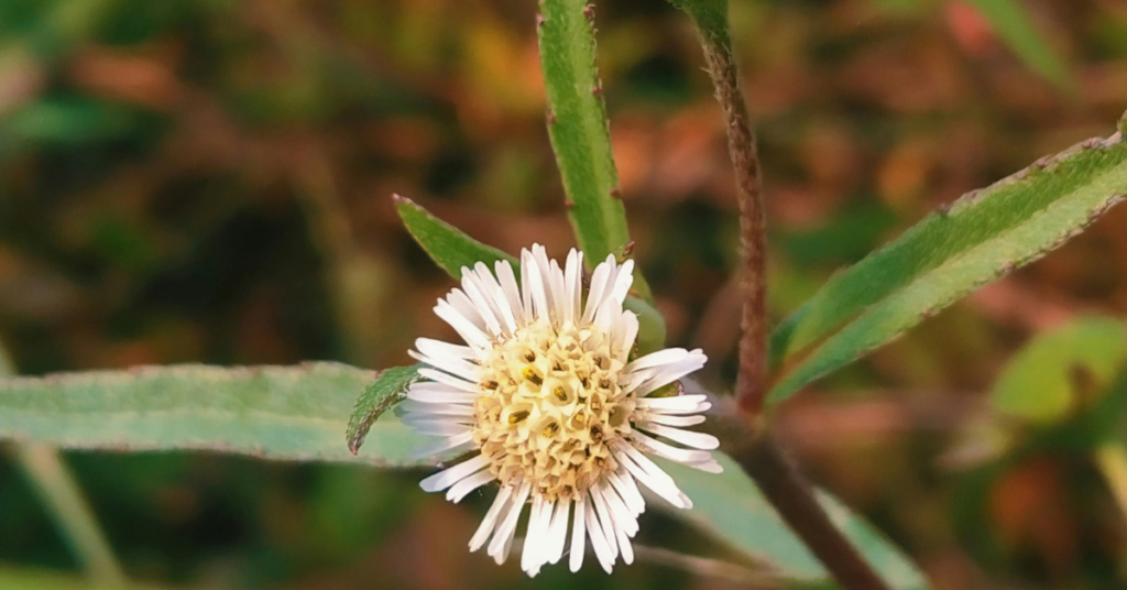 Bhringraj Plant Eclipta Alba Herb Used for Hair Growth