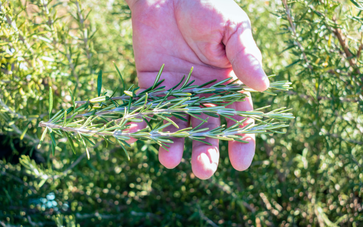Natural herbs for hair growth