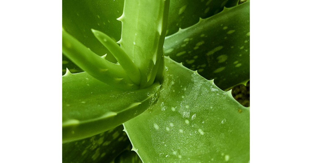Fenugreek and aloe vera hair mask