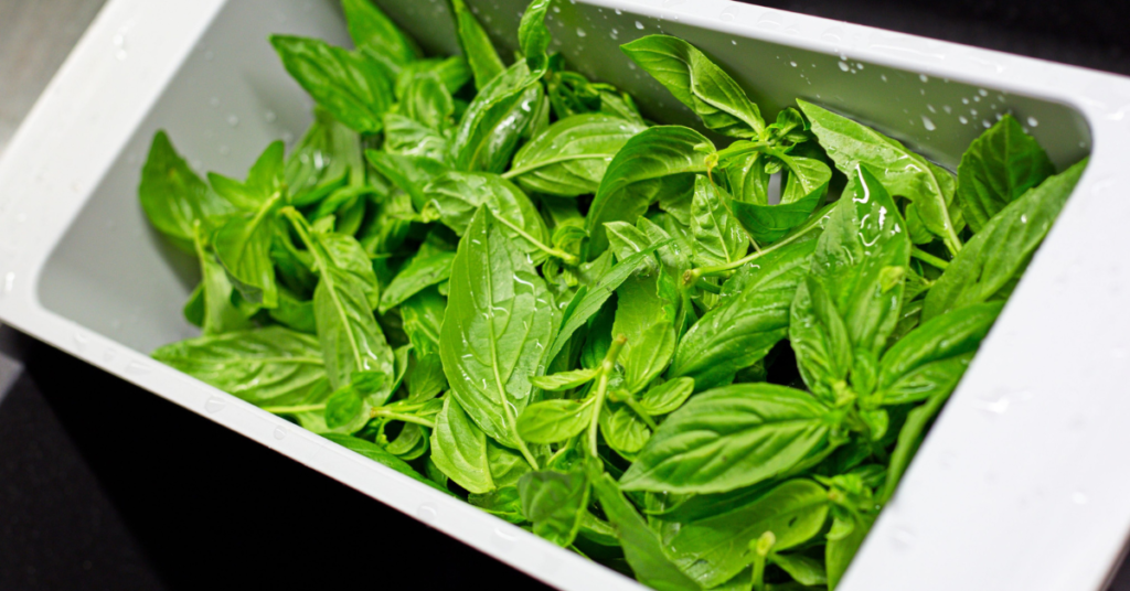 Fresh tulsi leaves used for natural hair care