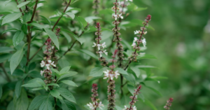 Tulsi leaves benefits for hair and natural scalp care