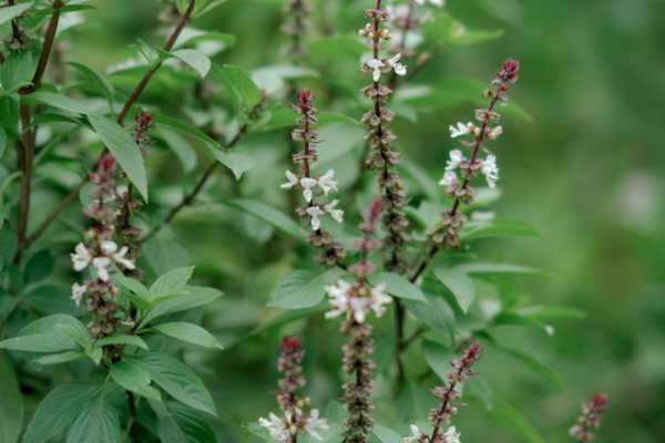 Tulsi leaves benefits for hair and natural scalp care