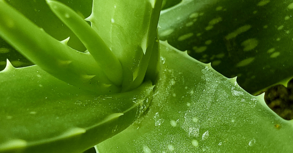 Neem and aloe vera for natural hair care