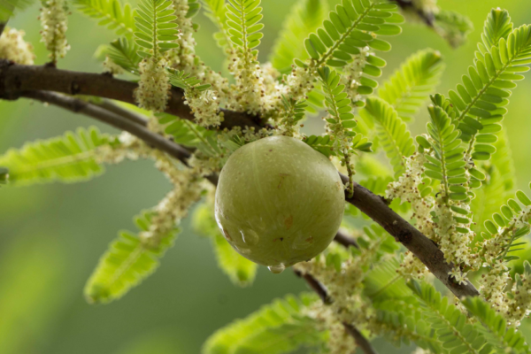 Amla shikakai for traditional herbal hair care