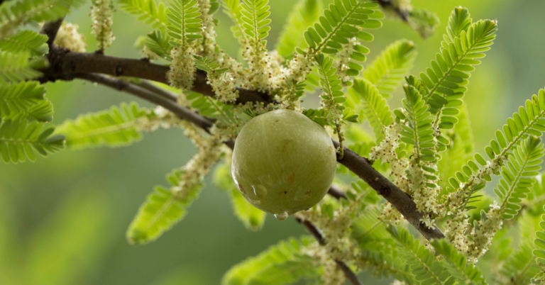 Amla Shikakai: Benefits, Uses, How to Use & Honest Hair-Care Guide