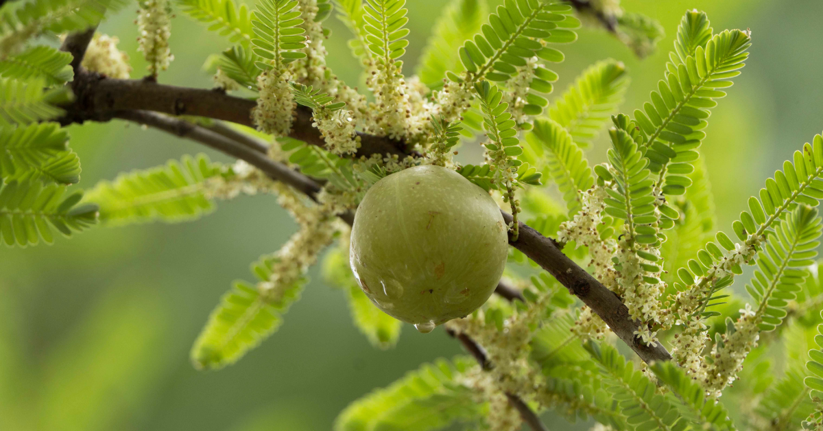 Amla shikakai for traditional herbal hair care