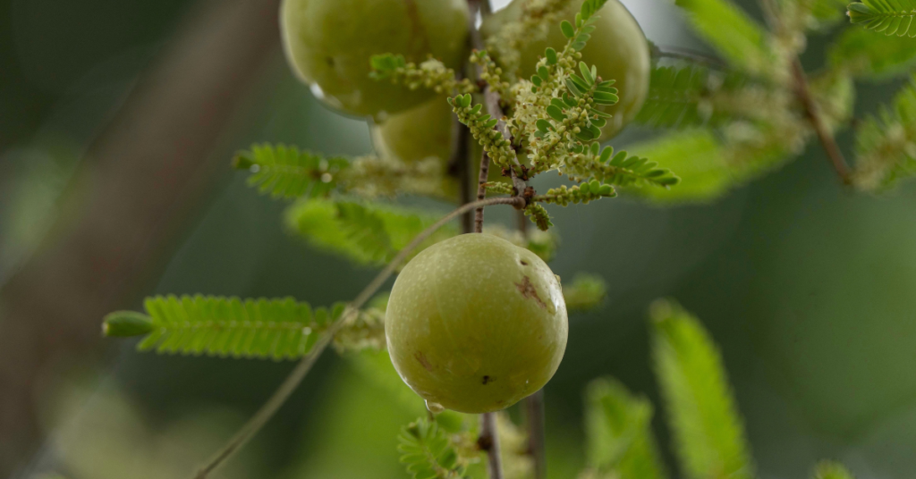 Fresh amla Indian gooseberry for traditional hair care