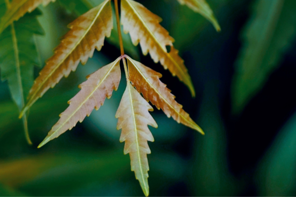 Neem and aloe vera for natural hair care
