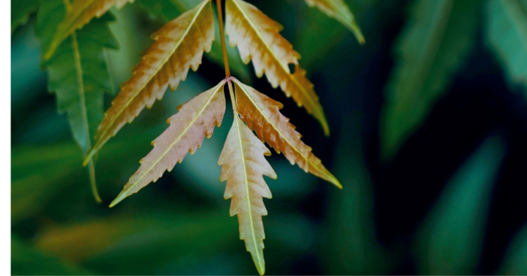 Neem and Aloe Vera for Hair: Benefits, Uses & Honest Hair-Care Guide